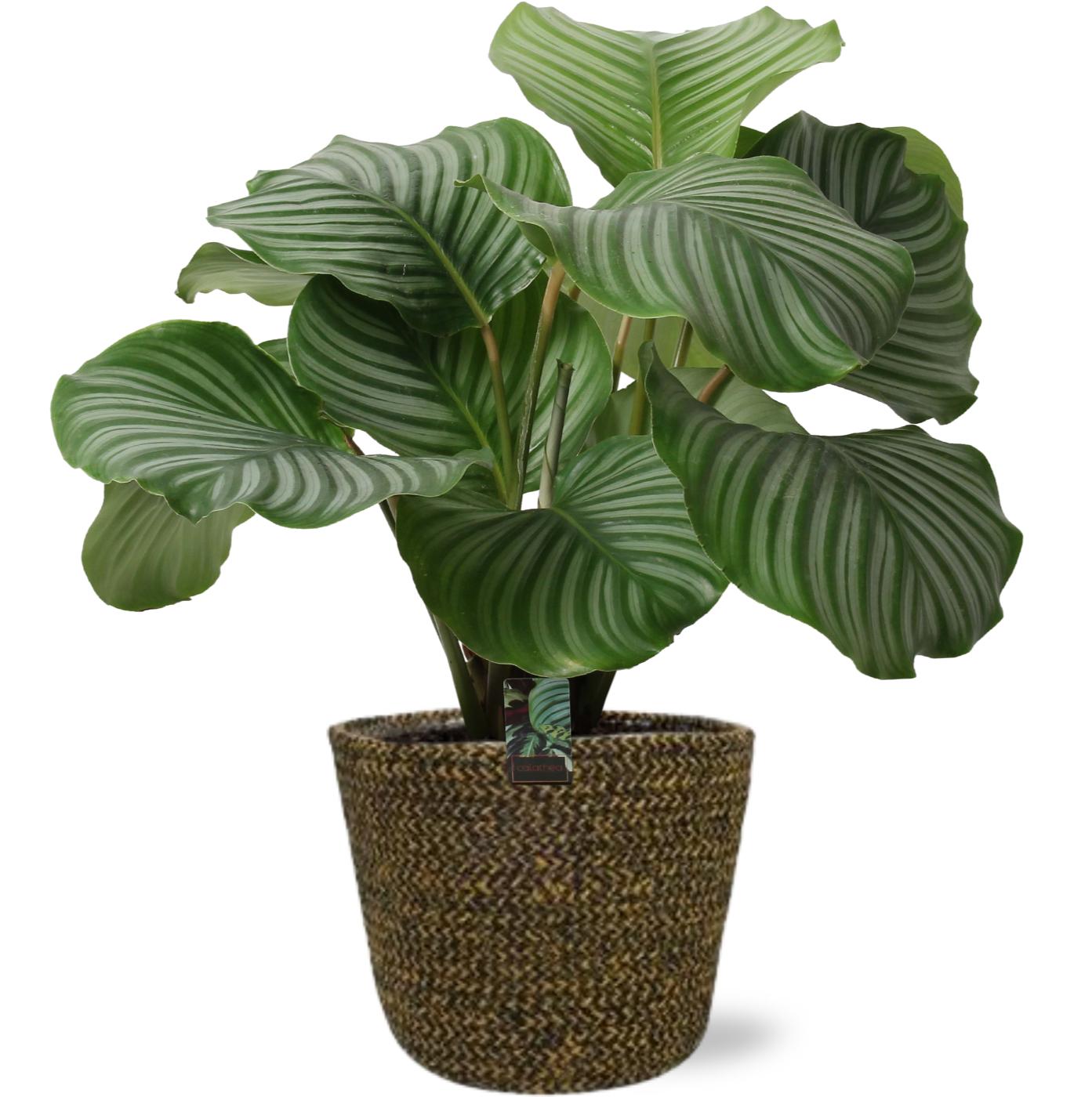 Calathea Orbifolia - Ø21cm - ↕50cm + Selin Pot D22x19cm - Zwart